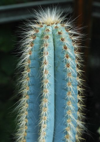 Pilosocereus_magnificus_2